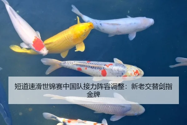 短道速滑世锦赛中国队接力阵容调整：新老交替剑指金牌